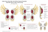 Italian Estate 19cttw Ruby and 2.80cttw Diamond Detachable 14Kt/18Kt White & Yellow Gold Earrings
